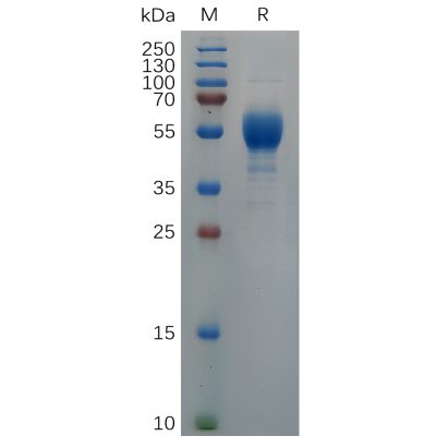 sp-pme c100003 il9 sp1