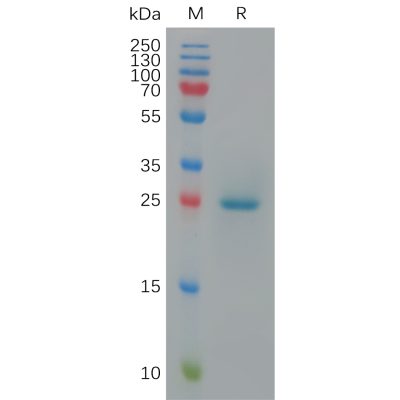 sp-pme c100011 btn3a1 sp1