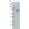 sp-pme c100027 mica sp1