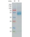 sp-pme c100027 mica sp1