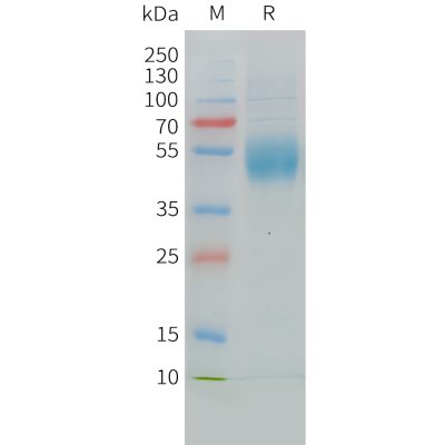 sp-pme c100027 mica sp1