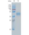 sp-pme c100034 micb sp1