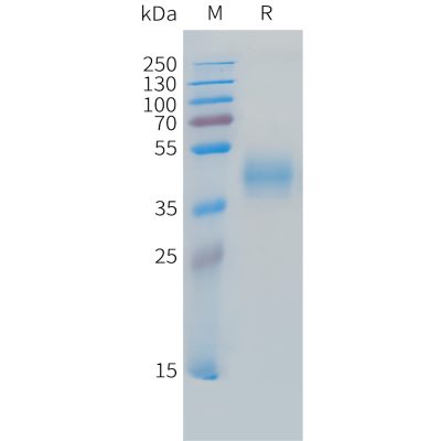 sp-pme c100034 micb sp1