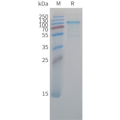 sp-pme c100044 cdh6 sp1