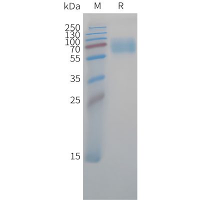 sp-pme c100048 cd47 sp1