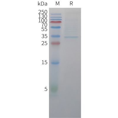 sp-pme c100050 cldn18.2 sp1