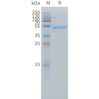 sp-pme c100055 cd79b sp1