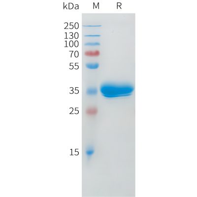 sp-pme c100060 bcma sp1