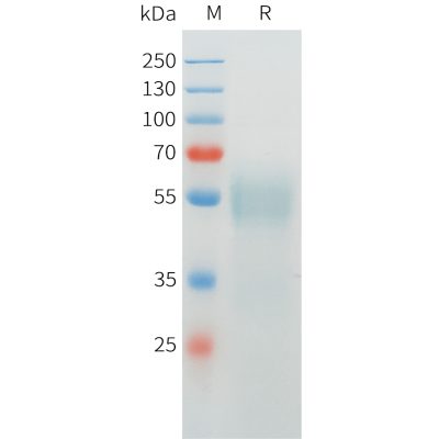 sp-pme c100067 crtam sp1