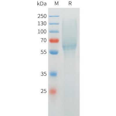 sp-pme c100068 muc1 sp1