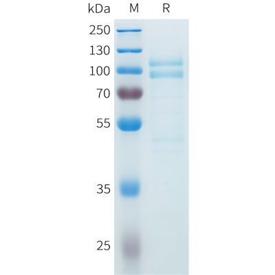 sp-pme c100077 cdh3 sp1