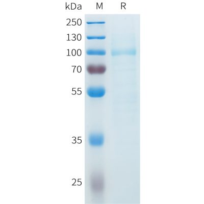 sp-pme c100078 slitrk6 sp1