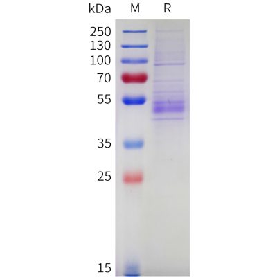 sp-pme c100086 nkg2a sp1