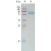 sp-pme d100008 pd 1 sp1