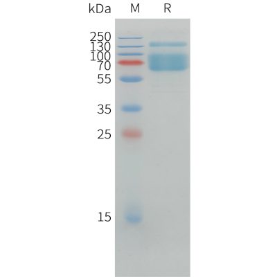 sp-pme d100009 pd l1 sp1