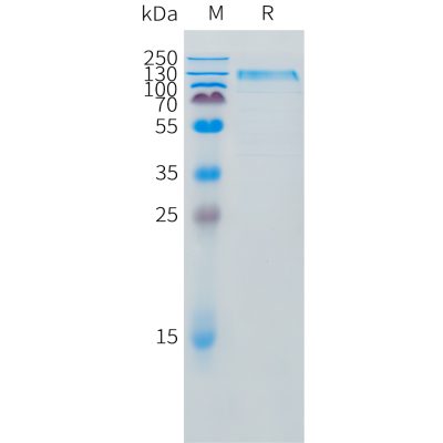 sp-pme d100010 il31ra sp1