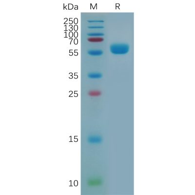 sp-pme m100010 ctla4 sp1