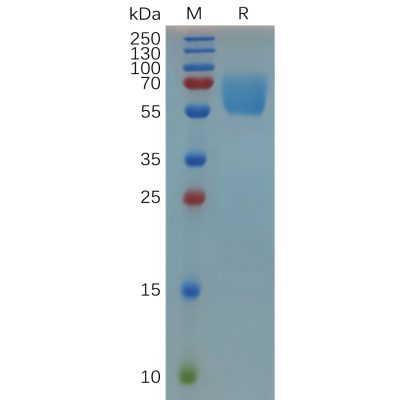 sp-pme m100012 cd47 sp1