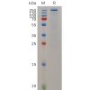 sp-pme m100021 tenm4 sp1