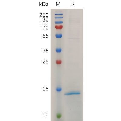 sp-pme m100032 rnase4 sp1