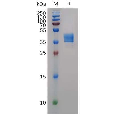 sp-pme m100034 ccr8 sp1