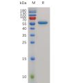 sp-pme m100042 cd40 sp1