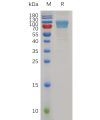 sp-pme m100044 b7 1 sp1