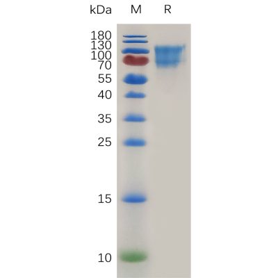 sp-pme m100064 cd34 sp1