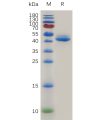 sp-pme m100066 gitr ligand sp1