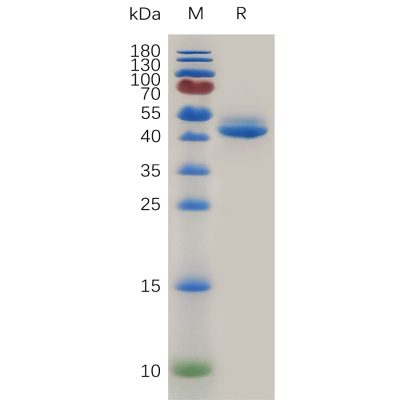 sp-pme m100066 gitr ligand sp1