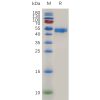 sp-pme m100067 ox40 ligand sp1
