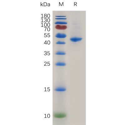 sp-pme m100068 cd40 ligand sp1