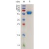 sp-pme m100069 ror1 sp1