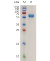 sp-pme m100071 4 1bb ligand sp1