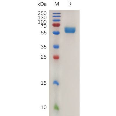 sp-pme m100071 4 1bb ligand sp1