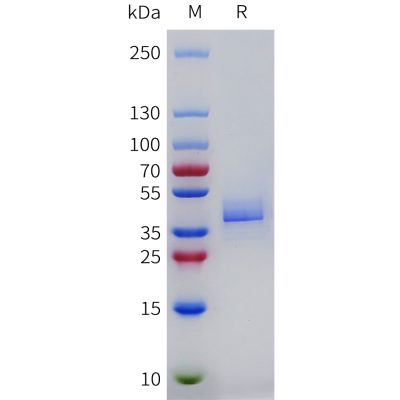 sp-pme m100125 cxcr2 sp1