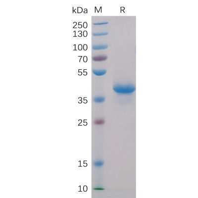 sp-pme100001 bcma sp1