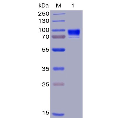 sp-pme100003 cd123 sp1