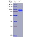 sp-pme100004 cd38 sp1