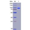 sp-pme100006 cd138 sp1