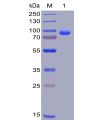 sp-pme100006 cd138 sp1