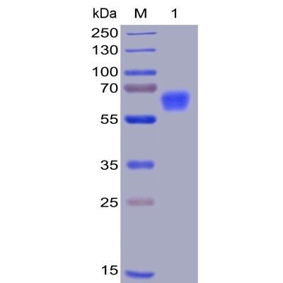 sp-pme100008 cd47 sp1