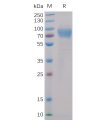 sp-pme100010 2b4 sp1