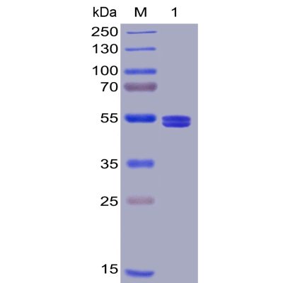 sp-pme100020 gitr ligand sp1