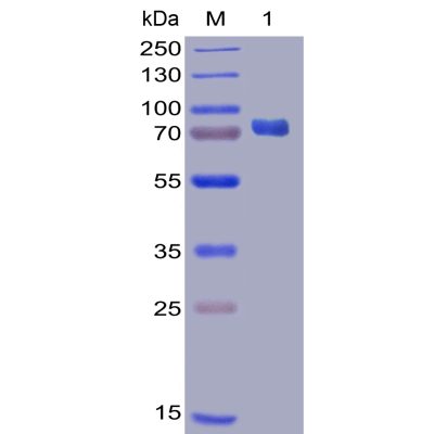 sp-pme100023 pdl1 sp1