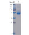 sp-pme100026 icos sp1