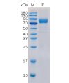 sp-pme100038 cd19 sp1