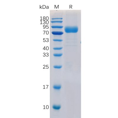 sp-pme100038 cd19 sp1