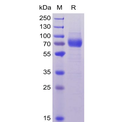 sp-pme100039 cd33 sp1