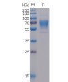 sp-pme100041 cd30 ligand sp1